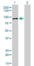 Anti-HTLV1 Mouse Monoclonal Antibody [clone: 2C3]