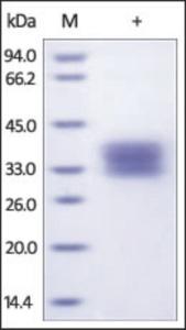 The purity of rh TNFR1 / CD120a was determined by DTT-reduced (+) SDS-PAGE and staining overnight with Coomassie Blue.