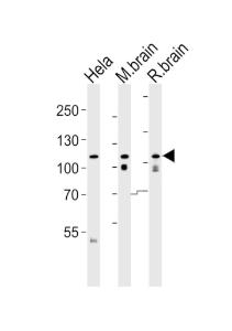 Anti-OPA1 Rabbit Polyclonal Antibody