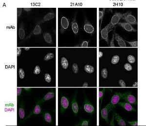 Anti-NUP98 Antibody