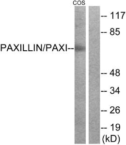 Anti-Paxillin Rabbit Polyclonal Antibody