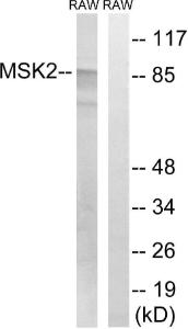 Anti-MSK2 antibody