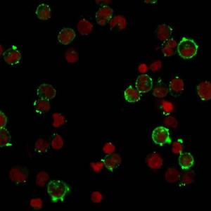 Immunofluorescent analysis of Raji cells stained with Anti-HLA DQ Antibody [HLA-DQA1/2866R] followed by Goat Anti-Rabbit IgG (CF&#174; 488) (Green). Nuclear counterstain is RedDot (Red).