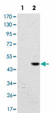 Anti-BPTF Mouse Monoclonal Antibody [clone: 2F10]