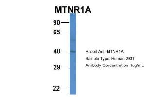 Anti-MTNR1A Rabbit Polyclonal Antibody