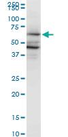 Anti-PAIP1 Mouse Monoclonal Antibody [clone: 2D11]