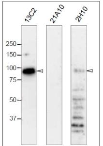 Anti-NUP98 Antibody