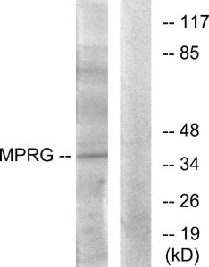 Anti-PAQR5 Rabbit Polyclonal Antibody