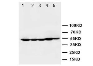 Anti-HDAC2 Rabbit Polyclonal Antibody