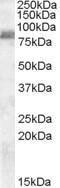 Antibody anti-ZRANB1 100 µg