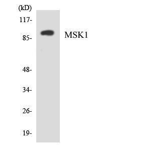 Antibody anti-MSK1 A99382-100 100 µg