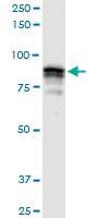 Anti-GOLGA5 Rabbit Polyclonal Antibody