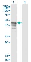 Anti-PAIP1 Mouse Monoclonal Antibody [clone: 2D11]