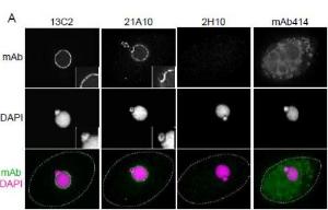 Anti-NUP98 Antibody