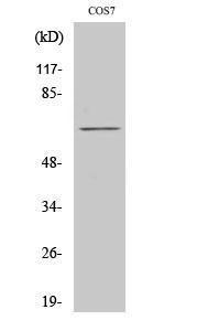 Anti-Paxillin Rabbit Polyclonal Antibody