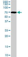 Anti-PCK2 Goat Polyclonal Antibody