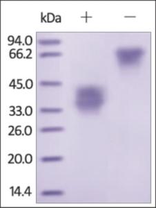 The purity of rh TNFRSF12A / FN14 Fc Chimera was determined by DTT-reduced (+) and non-reduced (-) SDS-PAGE and staining overnight with Coomassie Blue.