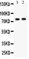 Anti-LAMP1 Rabbit Polyclonal Antibody