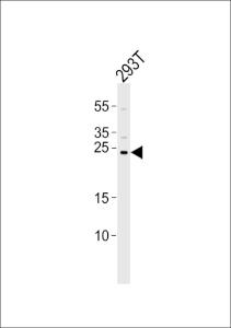 Anti-CHCHD3 Rabbit Polyclonal Antibody