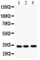 Anti-MPG Rabbit Polyclonal Antibody