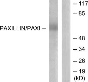 Antibody anti-paxillin A95328-100 100 µg