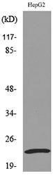 Western blot analysis of lysate from HepG2 cells using Anti-SNAP23 Antibody