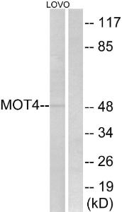 Western blot analysis of lysates from LOVO cells using Anti-MOT4 Antibody. The right hand lane represents a negative control, where the antibody is blocked by the immunising peptide