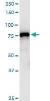 Anti-MCM7 Mouse Monoclonal Antibody [clone: 1G1]