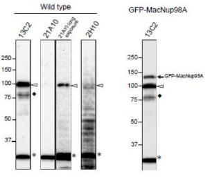 Anti-NUP98 Antibody