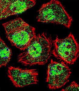 Anti-KLF9 Rabbit Polyclonal Antibody