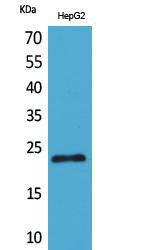 Western blot analysis of HepG2 cells using Anti-SNAP23 Antibody