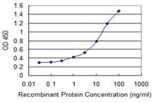 Anti-MCM7 Mouse Monoclonal Antibody [clone: 1G1]