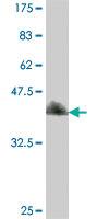 Anti-EIF4A3 Mouse Polyclonal Antibody