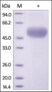 The purity of rh TNFRSF11B was determined by DTT-reduced (+) SDS-PAGE and staining overnight with Coomassie Blue.