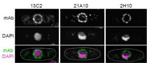 Anti-NUP98 Antibody