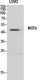 Western blot analysis of various cells using Anti-MOT4 Antibody