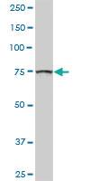 Anti-GOLGA5 Rabbit Polyclonal Antibody