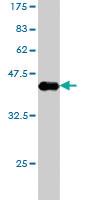 Anti-DIAPH1 Mouse Monoclonal Antibody [clone: 5A8]