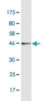 Anti-GAGE1 Mouse Monoclonal Antibody [clone: 4G6]