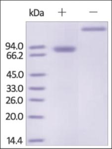 The purity of rh TNFRSF11B Fc Chimera was determined by DTT-reduced (+) and non-reduced (-) SDS-PAGE and staining overnight with Coomassie Blue.