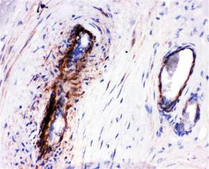 Anti-LASP1 Rabbit Antibody