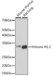 Western blot analysis of extracts of various cell lines, using Anti-Histone H1.2 Antibody [ARC1836] (A307750) at 1:3,000 dilution. The secondary Antibody was Goat Anti-Rabbit IgG H&L Antibody (HRP) at 1:10000 dilution. Lysates/proteins were present at 25 µg per lane