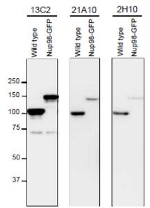 Anti-NUP98 Antibody