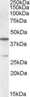 Anti-CBX8 Antibody (A84553) (0.1 µg/ml) staining of K562 lysate (35 µg protein in RIPA buffer). Primary incubation was 1 hour. Detected by chemiluminescence