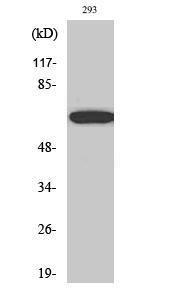 Antibody anti-paxillin A95328-100 100 µg