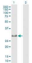 Anti-MXD4 Mouse Polyclonal Antibody