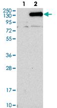 Anti-NCKAP1 Rabbit Polyclonal Antibody