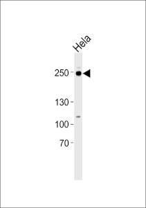 Anti-RSF1 Rabbit Polyclonal Antibody