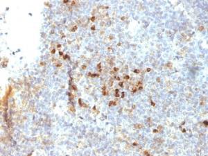 Immunohistochemical analysis of formalin-fixed, paraffin-embedded human tonsil using Anti-HLA DRA Antibody [19-26.1]