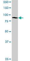 Anti-GOLGA5 Rabbit Polyclonal Antibody